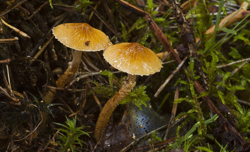 Cystoderma amianthinum